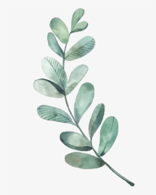 Leaf Leaves Illustration Watercolor Green Painting - Watercolor Leaves Clipart, HD Png Download, Free Download