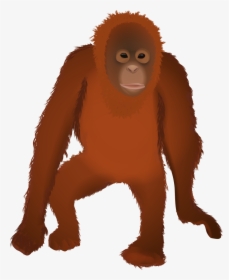 Osmawani Osmawanio Twitter - Transparent Background Orangutan Clip Art, HD Png Download, Free Download