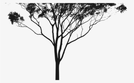 Transparent Woods Silhouette Png - Black Tree Transparent Background, Png Download, Free Download