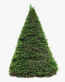 Thumb Image - Blue Spruce Png, Transparent Png, Free Download