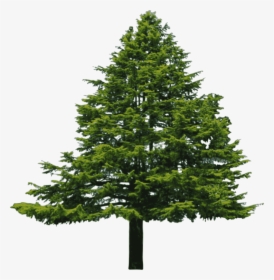 Fir,pine Family,christmas Decoration - Douglas Fir Tree Png, Transparent Png, Free Download