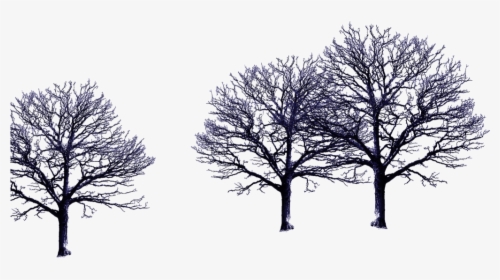 Tree With No Leaves, HD Png Download, Free Download