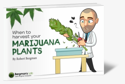 Transparent Marijuana Plant Png - Cartoon, Png Download, Free Download