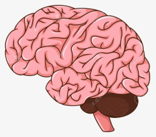 Brain Organ Transparent Png - Clip Art Human Brain, Png Download, Free Download
