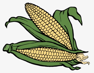 Transparent Corn Husk Clipart - Coloring For Corn, HD Png Download, Free Download