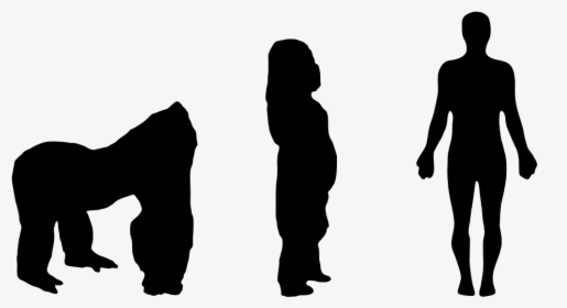 Human Gorilla Size Comparison, HD Png Download, Free Download