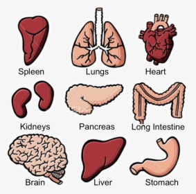 Transparent Five Senses Clipart - Human Organs Labeling Worksheet, HD Png Download, Free Download