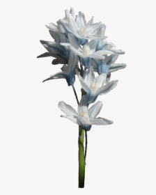 Thumb Image - Striped Squill, HD Png Download, Free Download