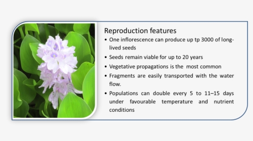 Water Hyacinth Has Special Characteristics That Give, HD Png Download, Free Download
