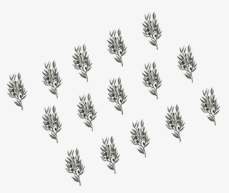 Web Background@1 - 5x - Lodgepole Pine, HD Png Download, Free Download