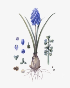 Grape Hyacinth, HD Png Download, Free Download