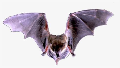 Image - Big Brown Bat, HD Png Download, Free Download