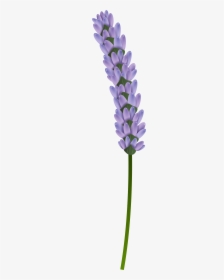Lavender Clipart Transparent Background - Transparent Background Lavender Flower Png, Png Download, Free Download