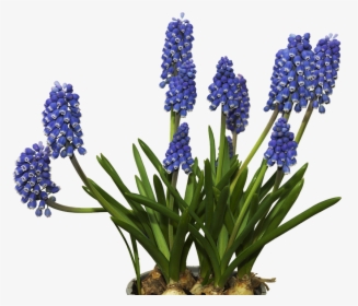 Hyacinths Png, Transparent Png, Free Download