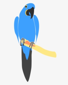 Hyacinth Macaw Drawing - Blue Macaw Vector, HD Png Download, Free Download