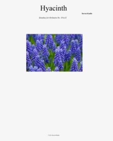 Grape Hyacinth, HD Png Download, Free Download