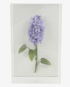 Lilac - Hyacinth, HD Png Download, Free Download