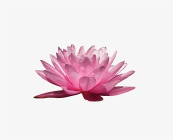 Pink Lily, HD Png Download, Free Download