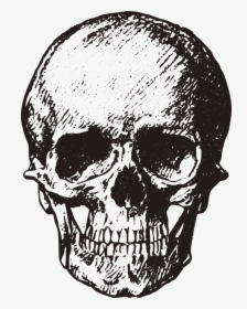 Vintage Skull Png, Transparent Png, Free Download