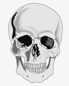 Realistic Skull Clipart, HD Png Download, Free Download