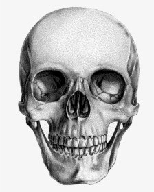 Human Skull Drawing Anatomy - Human Skull Anatomy Drawing, HD Png Download, Free Download