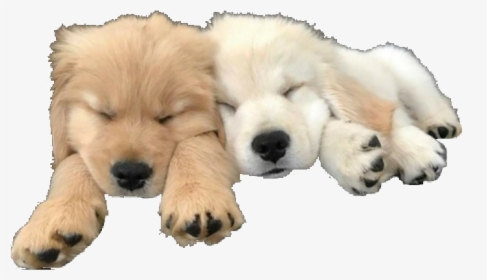#dogs #dogpng #animals #doggo #carefree - Golden Retriever, Transparent Png, Free Download