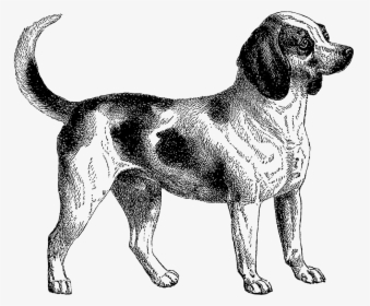 Svg Transparent Stock Dogpng Png Dogs Pinterest Dog - Vintage Dog Clip Art, Png Download, Free Download