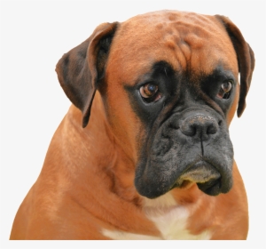 Boxer Dog Png Transparent Image - Boxer Dog Transparent Background, Png Download, Free Download