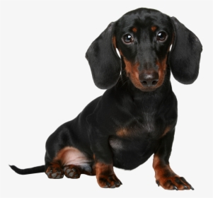 Dachshund Png, Transparent Png, Free Download