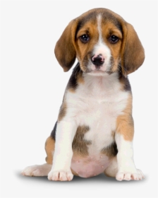 Puppy Dog Png For Web - Dog Png, Transparent Png, Free Download