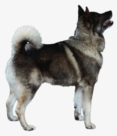 Dog Png - Dog, Transparent Png, Free Download