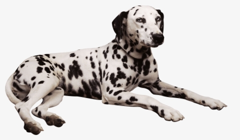 Dog Png - Free Clip Art Dalmatian Dogs, Transparent Png, Free Download