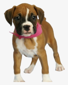 Brown Baby Boxer Dog, HD Png Download, Free Download