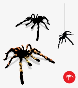 Vector Spider Preview By Dragonart - Tarantula Vector Png, Transparent Png, Free Download