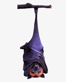 Bat Hanging Transparent Image Animal Graphic - Bat Hanging Upside Down Png, Png Download, Free Download