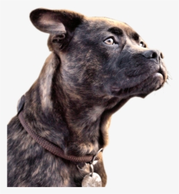 Transparent Dog Png Images - Great Dog, Png Download, Free Download