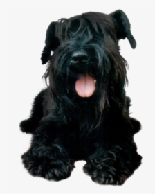 Black Puppy Dog Png - Dog, Transparent Png, Free Download