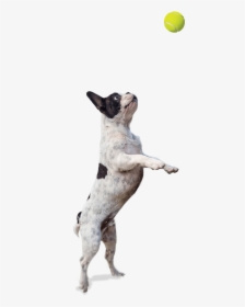 Jumping Dog Png - Background Hd Picsart Dog, Transparent Png, Free Download