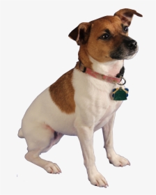 Bella, Bed Bug Dog - Dog Sniffing Png, Transparent Png, Free Download