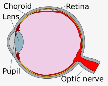 Eye Clipart Human Eye - Human Eye Retina Diagram, HD Png Download, Free Download