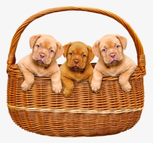 Animals, Dogs, Puppies, Basket, Bordeaux Mastiff, Cute - Dogue De Bordeaux, HD Png Download, Free Download