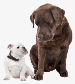 French Bulldog And Chocolate Lab, HD Png Download, Free Download
