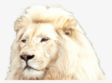 White Lion Foreground - Full Pic Of White Lion, HD Png Download, Free Download