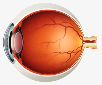 Eye Structure Without Label, HD Png Download, Free Download