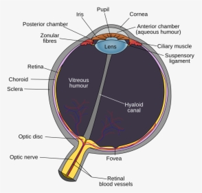 Eye Diagram Optic Disc, HD Png Download, Free Download