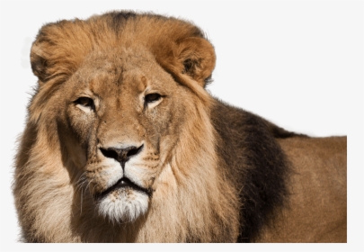 African Lion - National Zoo And Aquarium Lion, HD Png Download, Free Download