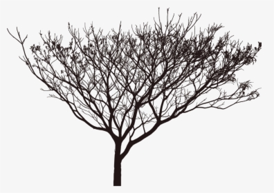 Plant,leaf,monochrome Photography - Transparent Tree Shadow Png, Png Download, Free Download