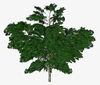 3d Trees - Common Plantain - Acca Software - Platano Albero Png, Transparent Png, Free Download