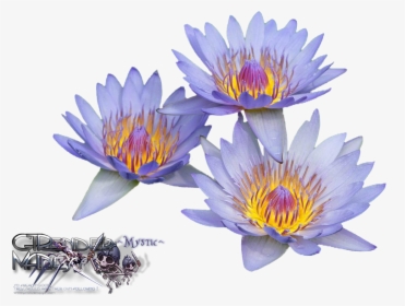 Uocym - Water Lilies, HD Png Download, Free Download