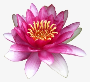Flower Water Lily Clip Art - Clip Art, HD Png Download, Free Download